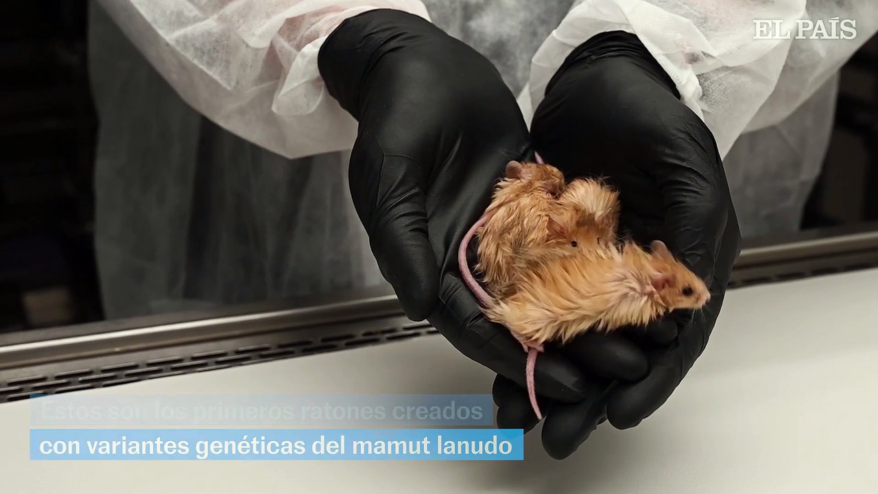 Científicos crean los primeros ratones lanudos utilizando genes de mamut