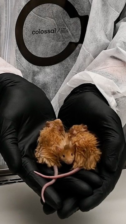 Científicos crean los primeros ratones lanudos utilizando genes de mamut