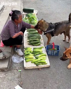 High IQ dog helps owner to buy food🥒 Smart dog