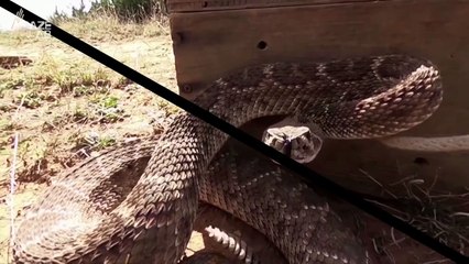 Did You Know Rattlesnakes Actually Provide Social Support For One Another?