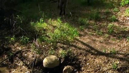 Survive the Dinosaurs Dino Island Full Sci-Fi Adventure Movie Free Movie HD