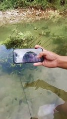 Fish dancing behind river grass