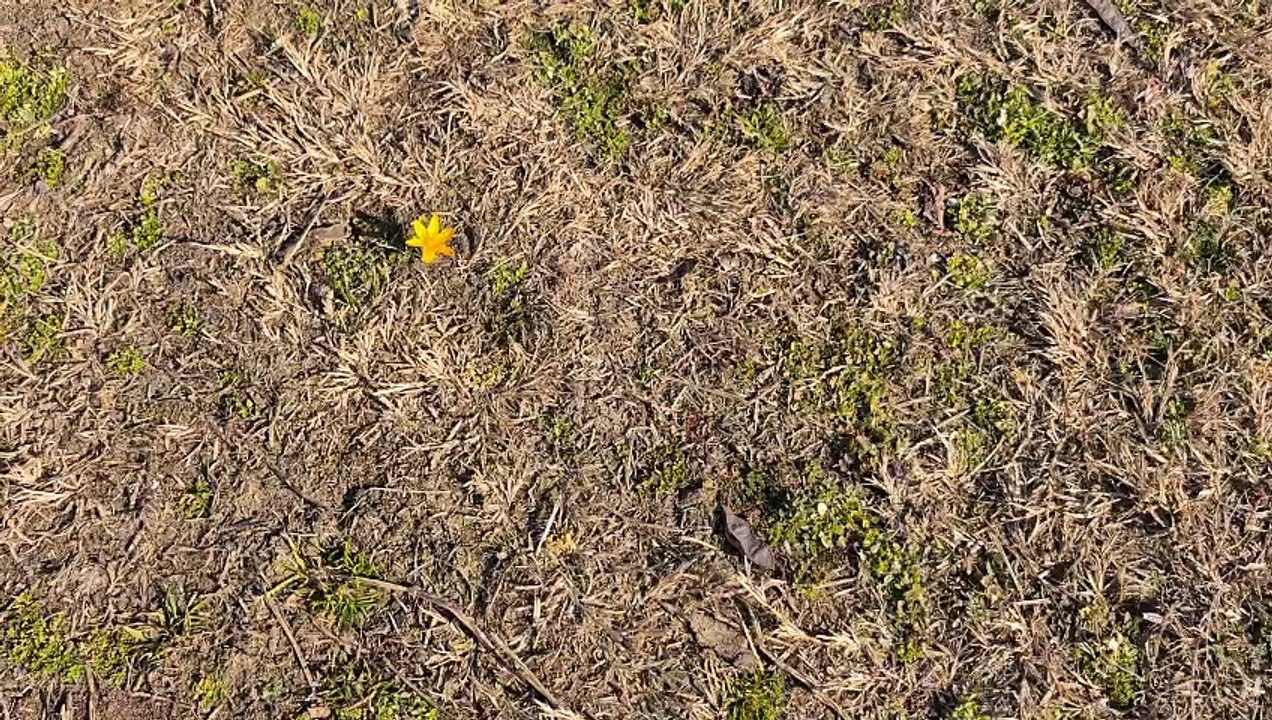 Der Frühling kommt 2025