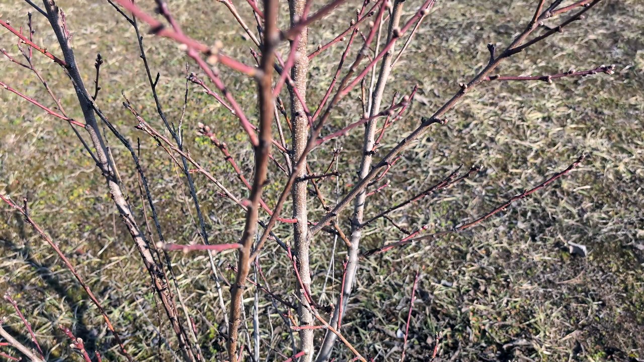 Die Knospen sprießen 2025