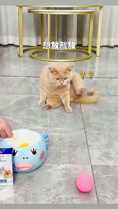 Kuschelige Katzen im Körbchen! 20250304