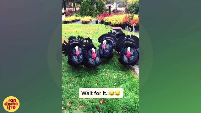 Animals in Full Brain Freeze Mode | Funniest Animal Videos 2025 | Animals Funny Moments | Hilarious Animals Comedy | Family Entertainment |