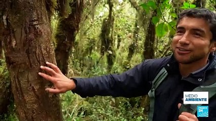 Tras las huellas del oso andino: ¿cómo se cuentan los ejemplares de la especie?