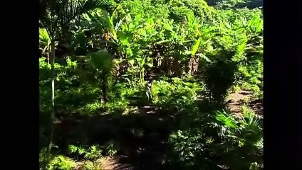 Caminhos do Coração 1ª Temp. Cap. 201