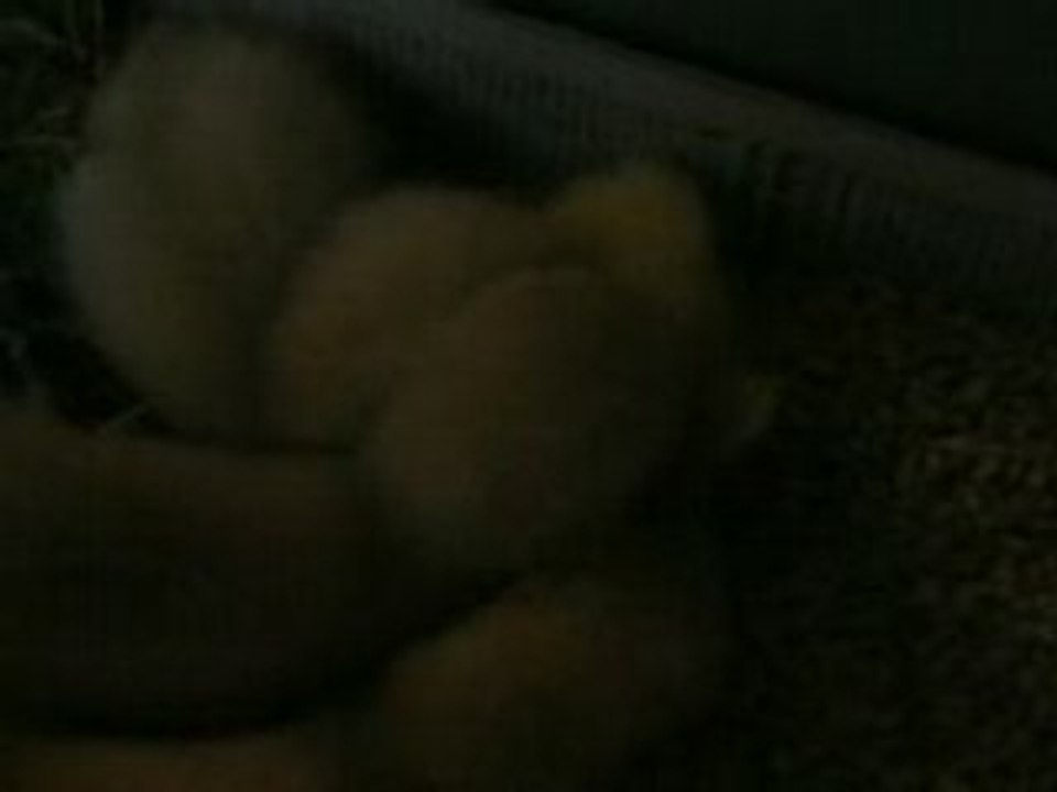 Premier poupou des furetons