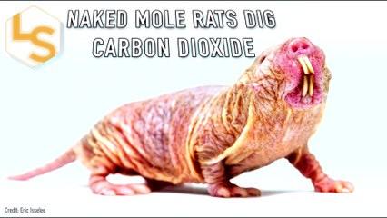 Naked Mole Rats Dig Carbon Dioxide