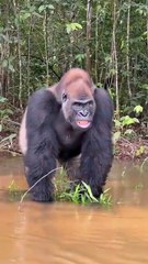 Pure muscle.  Wild Silverback gorilla smiles for the camera.  The Congo is great gorilla trekking)