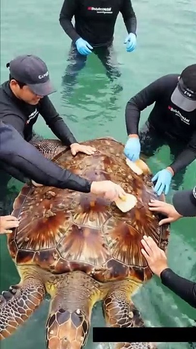 🐢 Amazing Rescue! Team Cleans Majestic Giant Turtle Covered in ...