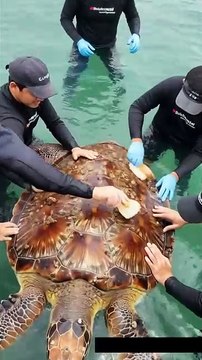 🐢✨ Amazing Rescue! Team Cleans Majestic Giant Turtle Covered in Barnacles! 💙🧼