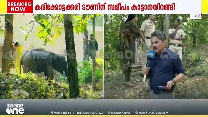 ജനവാസമേഖലയിൽ നിലയുറപ്പിച്ച് കാട്ടാന; 3 വാർഡുകളിൽ നിരോധനാഞ്ജ പ്രഖ്യാപിച്ചു