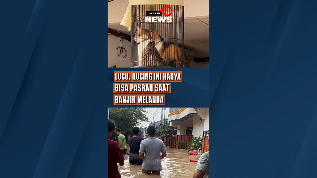 Lucu, Kucing Ini Hanya Bisa Pasrah Saat Banjir Melanda