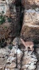Las cabras montesas desafían la gravedad, ni la física puede detenerlas
