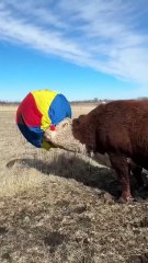 Una vaca, una pelota y mucha alegría, el video más tierno del día