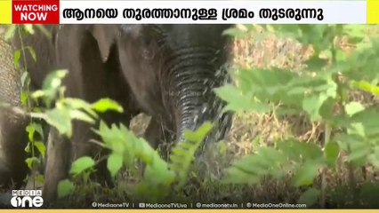 കണ്ണൂരിൽ ജനവാസമേഖലയിൽ കാട്ടാന; കോഴിക്കോട് പയ്യാനക്കലിൽ തെരുവ്നായ്ക്കൾ പശുക്കിടാവിനെ കൊന്നു
