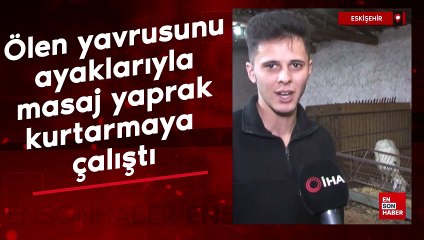 Eskişehir'de koyun ölen yavrusunu ayaklarıyla masaj yaparak kurtarmaya çalıştı