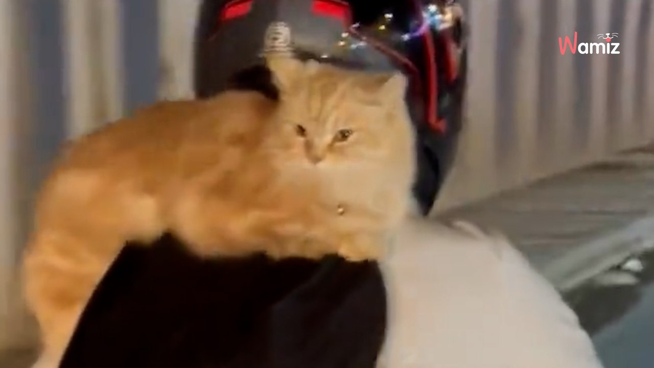 Waghalsiger motorradfahrer mit vierbeinigem passagier heimlich gefilmt: video sorgt für kopfschütteln