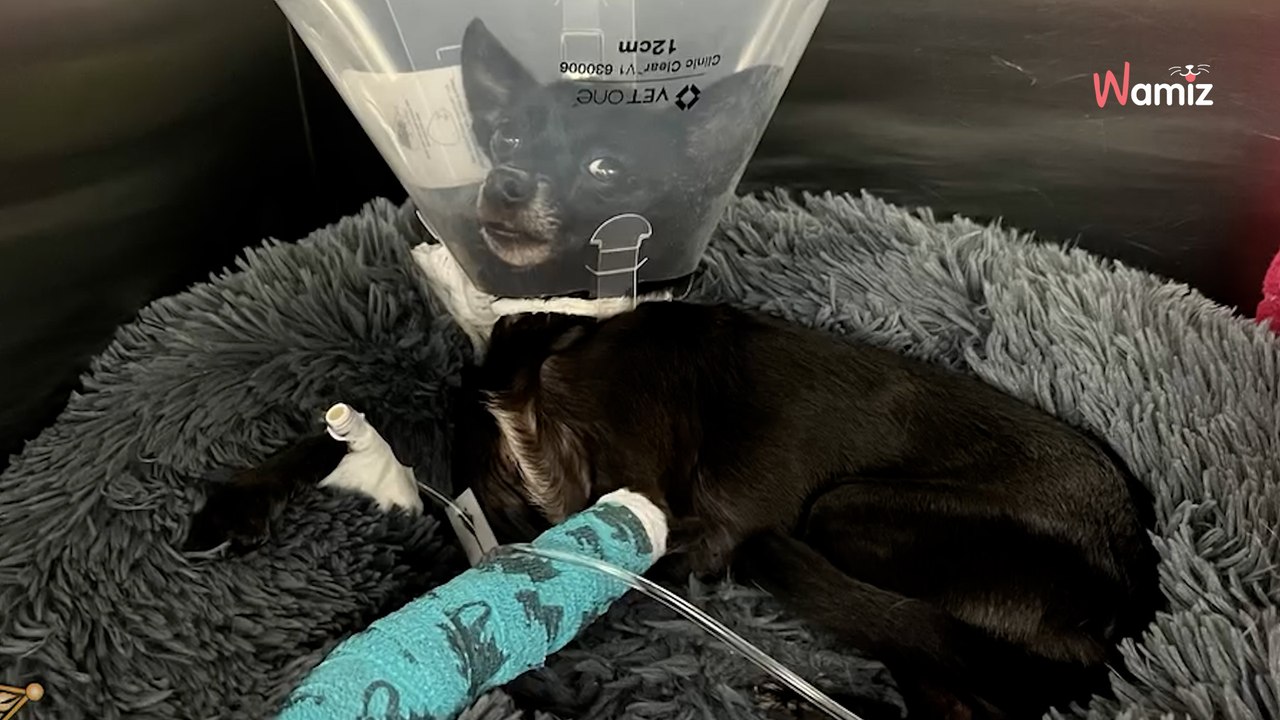 Das macht sprachlos: Mann wirft Hund vom Balkon und lächelt bei Festnahme (Video)E_185269