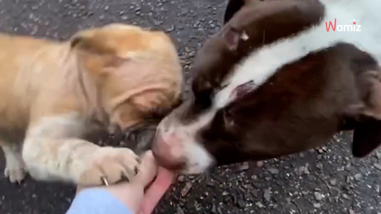 Spaziergänger entdecken Hund: Damit haben sie allerdings nicht gerechnet (Video)