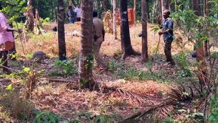 വേദന സഹിക്കാനാവാതെ ആന, വെള്ളം ഒഴിച്ച് തണുപ്പിച്ച് ഉദ്യോഗസ്ഥർ | Kannur Wild Elephant Rescue