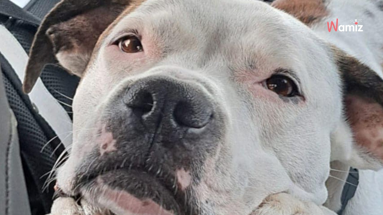 Donnée sur Leboncoin, cette chienne a été négligée et abandonnée sur la même plateforme : qui changera sa vie ?