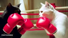 Gatos boxeando