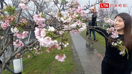 宜蘭羅莊櫻花步道：墨染櫻盛放，粉白浪漫花海🌸