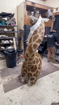 É real? Condutores chocados ao verem girafa dentro de carrinha É real? Condutores chocados ao verem girafa dentro de carrinha