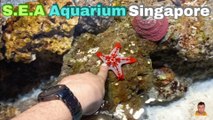 Sea Aquarium Singapore Tour | Resorts World Sentosa | Singapore | Singapore Oceanarium | Saltwater Aquarium | Aquarium | 2