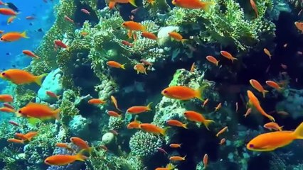 His Hands created,Psalms:95: 4-5