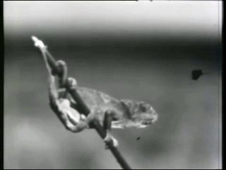 L'amico degli animali (1955) - Di palo in frasca 3/3