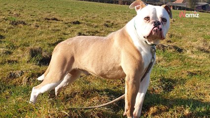 Retiré pour maltraitance, ce chien urine de peur dès qu'un humain l'approche, mais il ne demande qu'à être aimé