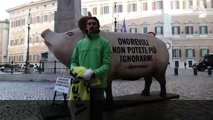 Maiale gigante davanti al parlamento contro gli allevamenti intensivi