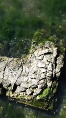 Bacoli, riemerse mura romane nel lago Fusaro