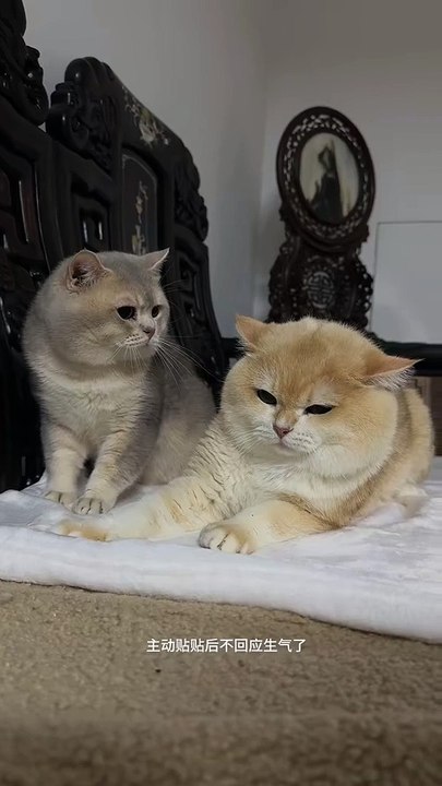 🐾 Get ready to melt your heart with the cutest compilation of adorable fur