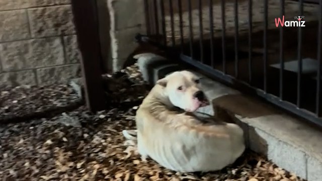 Woman sees emaciated dog curled up outside towing business and her heart breaks