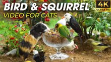 Bird Watching Paradise – The Best Video for Cats to Watch - CatTV Central