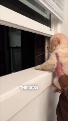 This puppy is excited about his new neighbor ❤️