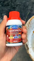 Aquacure mampu atasi semua masalah penyakit dalam budidaya ikan lele