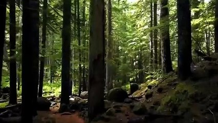 অভিশপ্ত জঙ্গল _ THE RITUAL movie explained in bangla