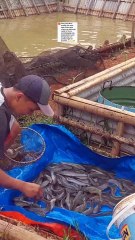Pemasaran ikan lele konsumsi itu sulit bagi yang malas, Mudah bagi yang giat