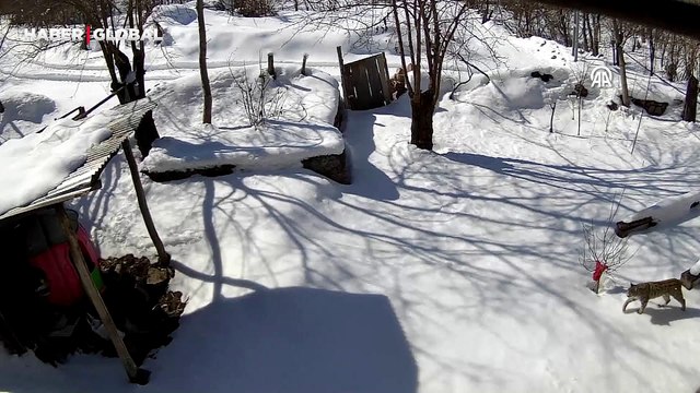 Artvin'de ortaya çıkan 'ormanın hayaleti' aradığını bulamadı