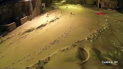 Aç kalan kurtlar köye indi!