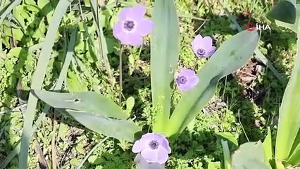 Üçüncü cemre toprağa düştü!