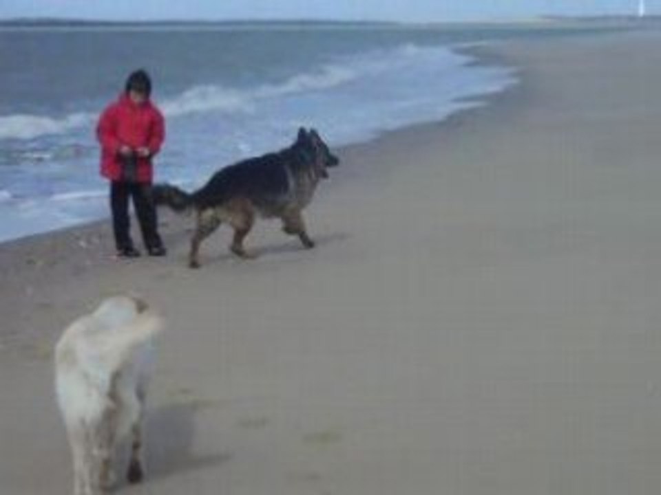 Vacances avril 2008 - les chiens