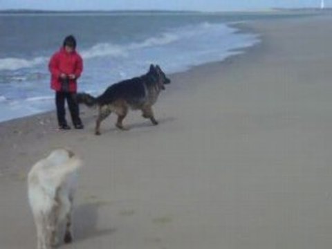 Vacances avril 2008 - les chiens