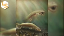 Strange Ancient Fish Had Front And Back Legs